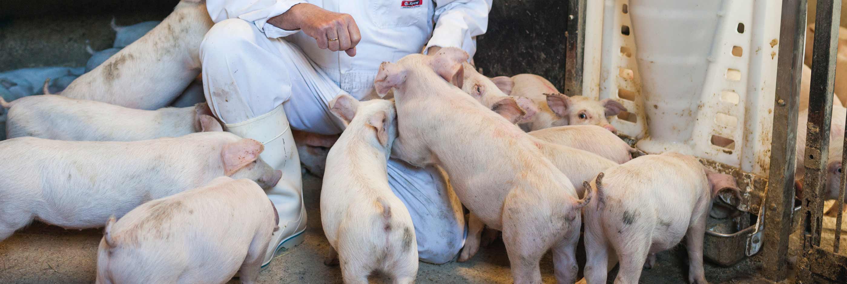 Hamlet Protein your partner in young animal nutrition